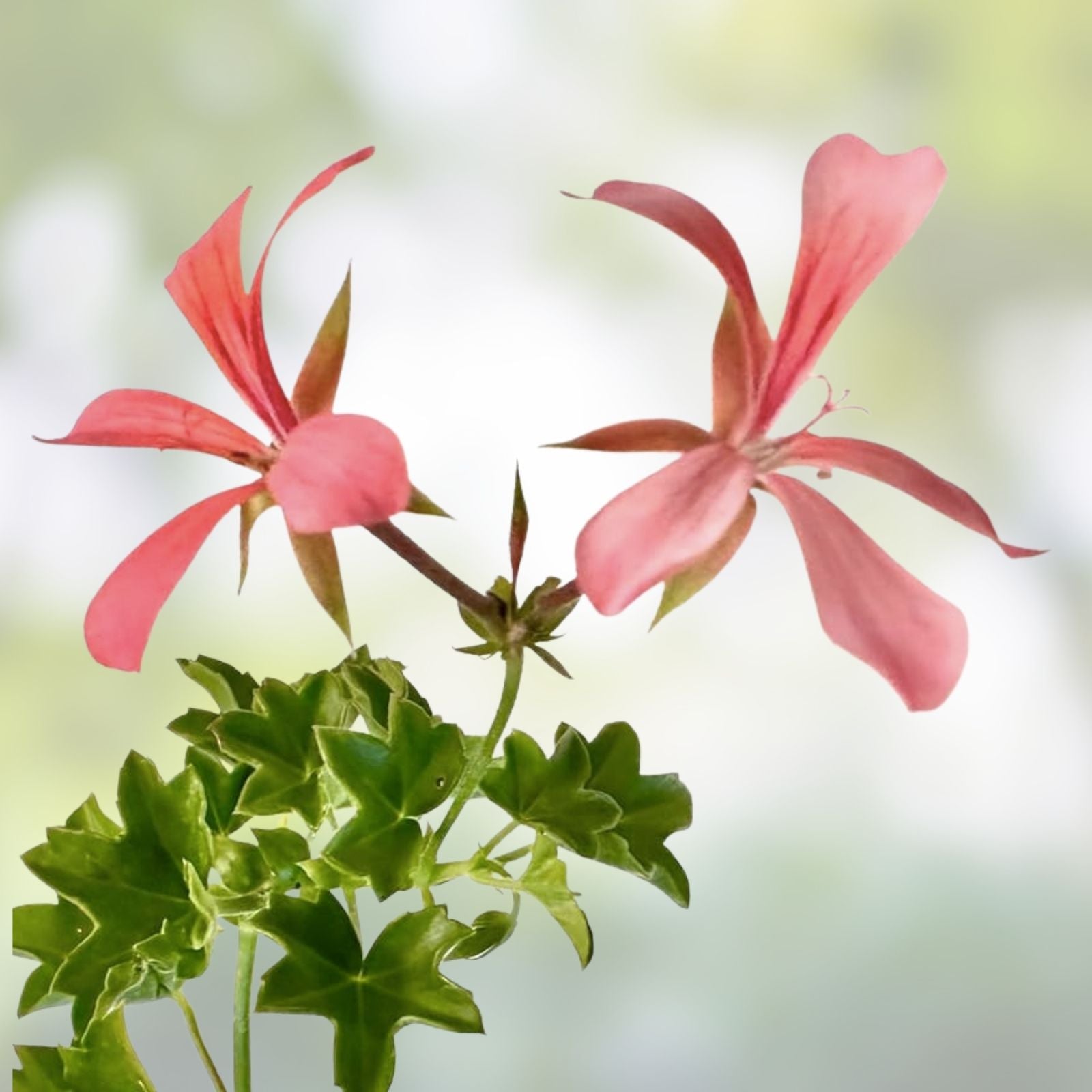 Ivy Geranium Cuttings Assortment 8 Pieces - Pelargonium Live Plant Starter Cuttings for Gardening