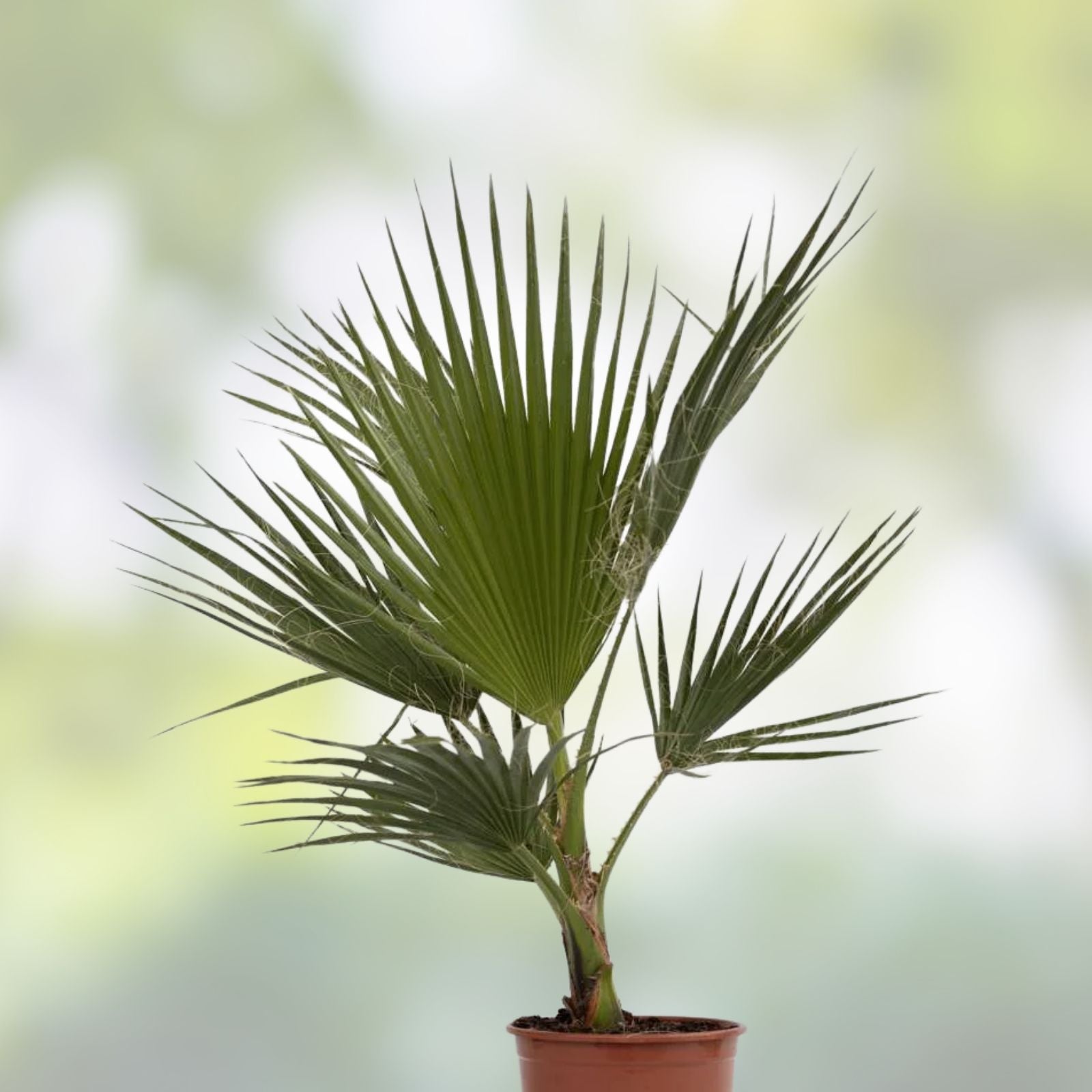 Mexican Fan Palm Tree Saplings Washington Robusta Chamaerops humilis 14-18 Inches Live Plant Starter Tree