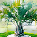 10 Jelly Palm Seeds Butia capitata Pindo Palm Edible Fruit Tree Garden Planting Fast Germination