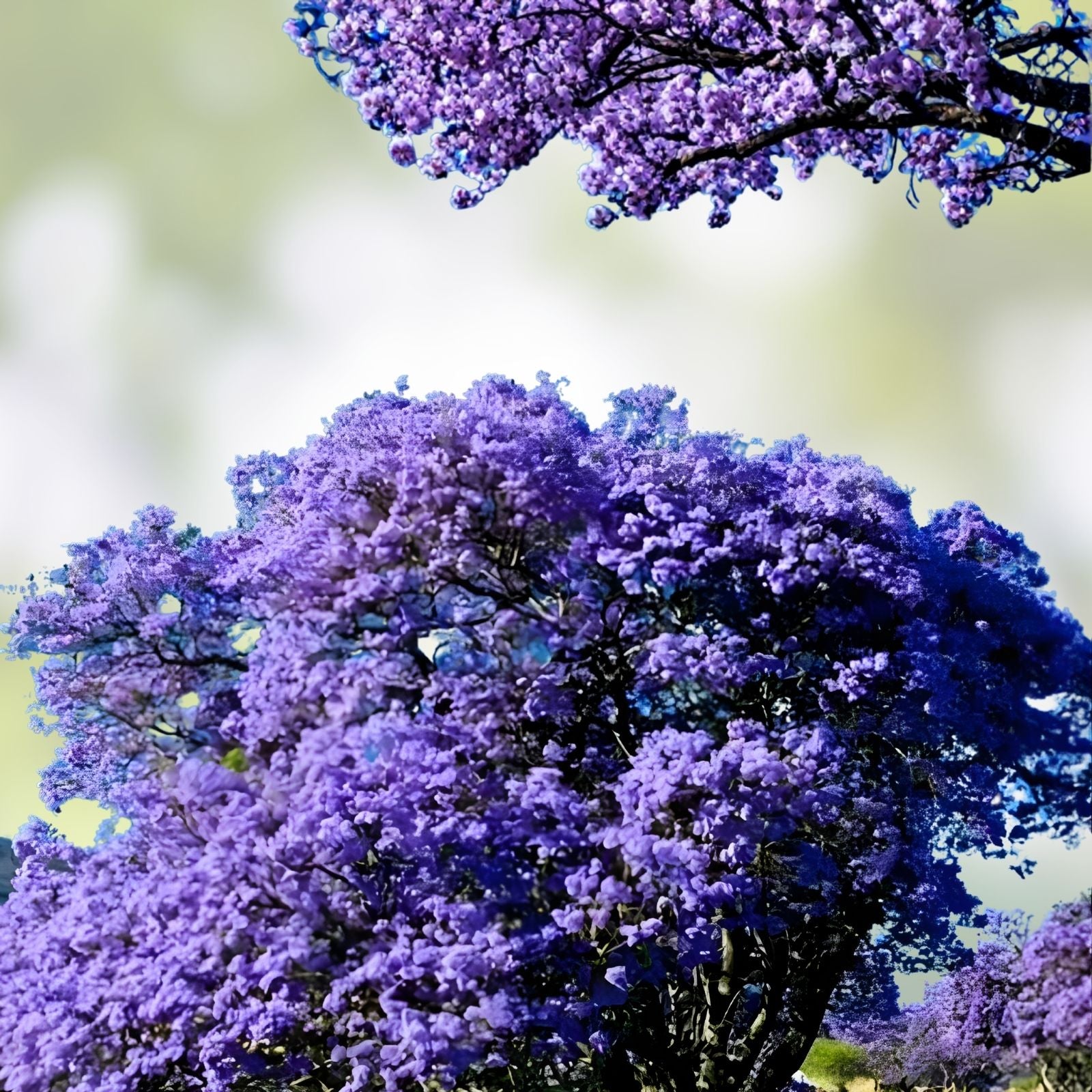Blue Jacaranda Tree Plant 6-8 Inches Jacaranda mimosifolia Live Indoor Outdoor Starter Plant