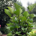 Small Rooted Starter Plant - Colocasia esculenta Elephant Ear Tea Cup - Tropical Foliage Plant for Garden and Indoor Decor