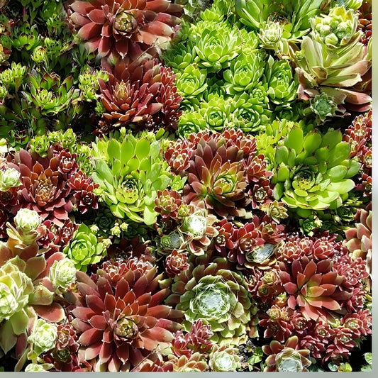 Hens and Chicks Succulent Seeds, Echeveria Cactus Drought Tolerant Plant Starter Pack, 50 Seeds, Fast Shipping