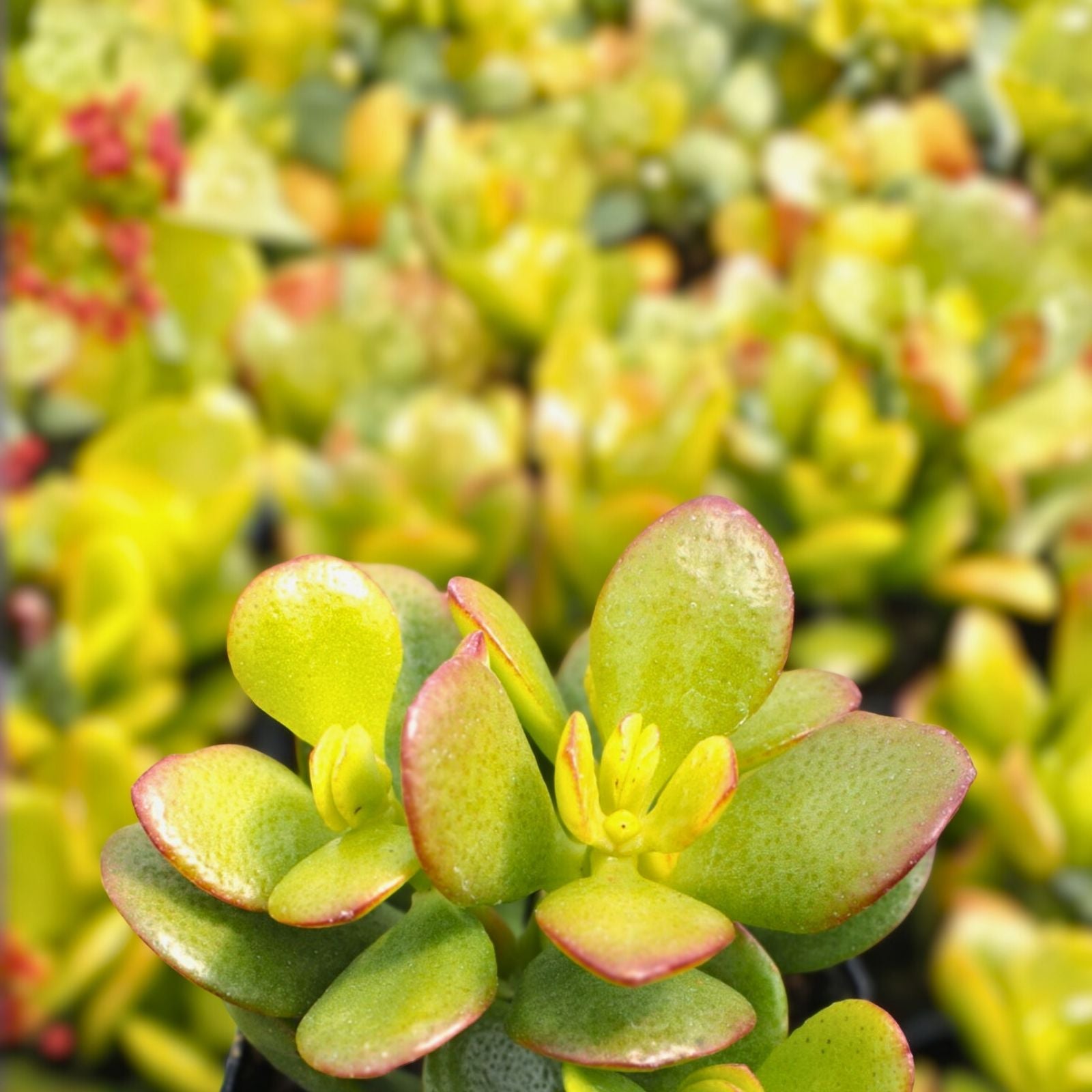 Jade Succulent Cuttings Crassula ovata Indoor Plants Green Variegated Compact Live Plant Starter