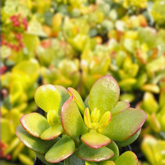 Jade Succulent Cuttings Crassula ovata Indoor Plants Green Variegated Compact Live Plant Starter