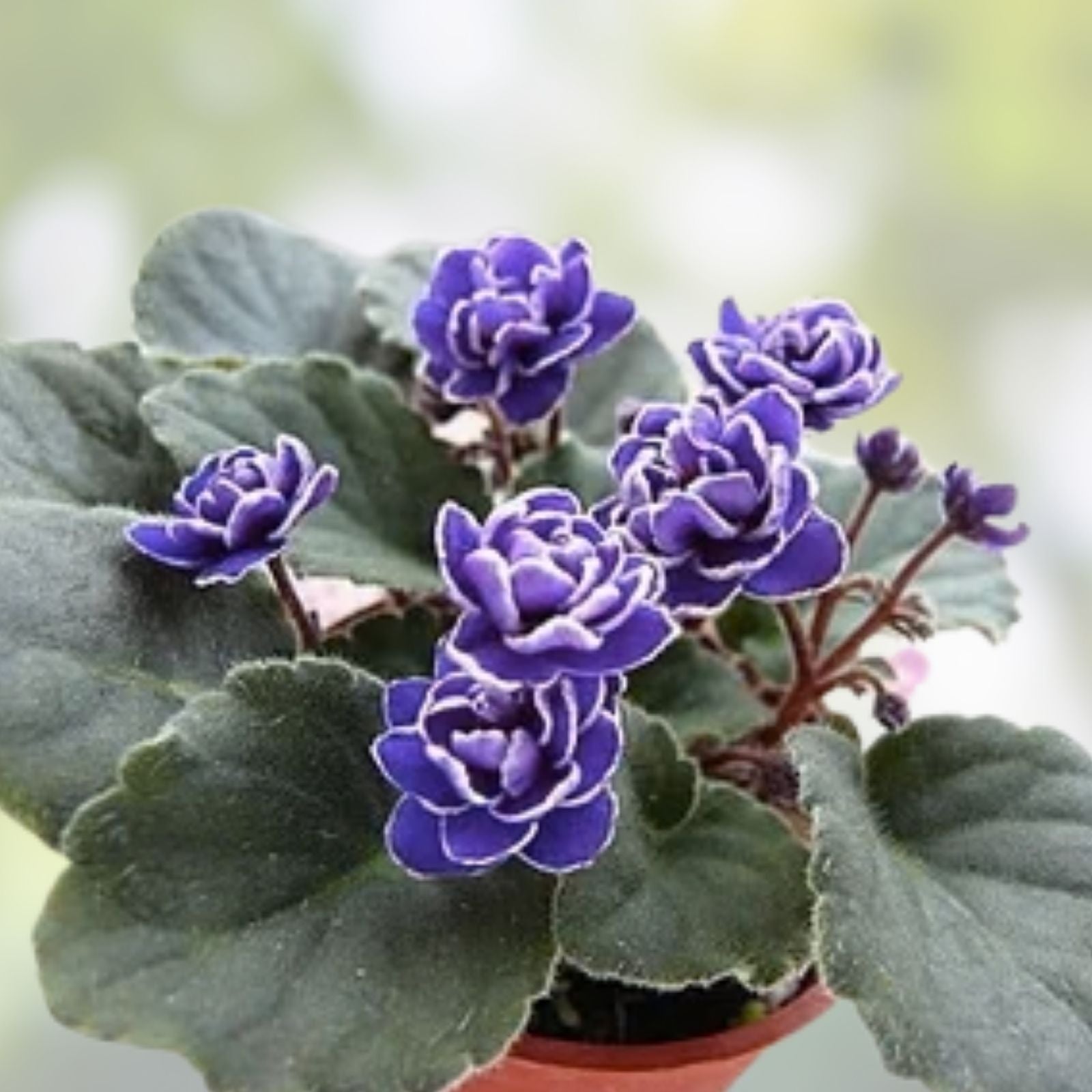 African Violet Leaves 2 Pack - Hunter's Slippery When Wet - Saintpaulia ionantha Live Plant Cuttings