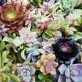 Assorted Succulent Cuttings 11 Varieties Live Plants for Garden DIY Arrangements Home Decor Plant Lovers