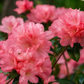 Azalea Starter Plant - Hampton Beauty Variety - Rhododendron for Garden and Landscape - Heavy Bloomer - Bloom Haven Nursery