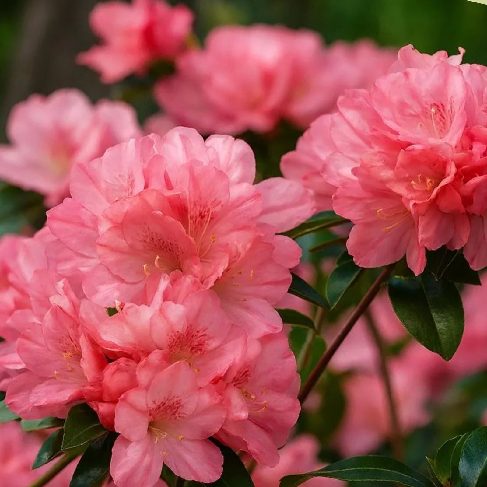 Azalea Starter Plant - Hampton Beauty Variety - Rhododendron for Garden and Landscape - Heavy Bloomer - Bloom Haven Nursery