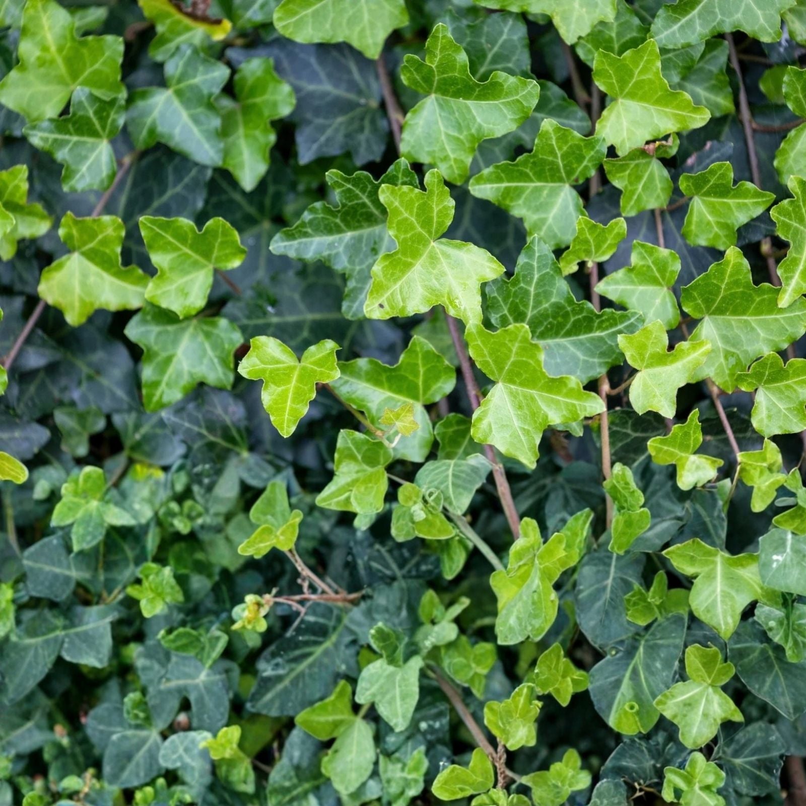 English Ivy Cuttings Hedera helix, 15 unrooted fast-growing houseplant, privacy screening, live plant, starter plant