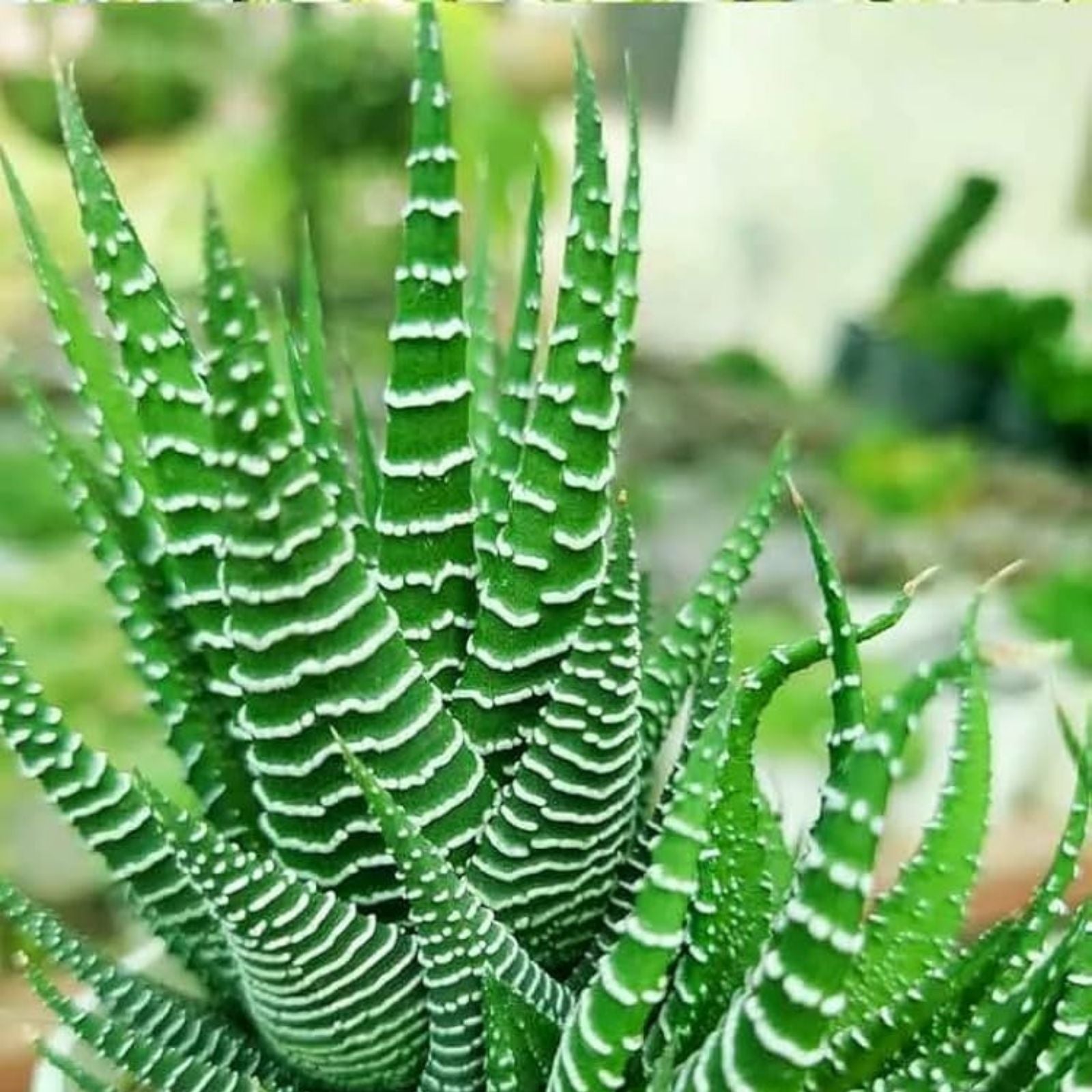 Haworthia Succulent Plant - Indoor Cactus with 2 Free Cuttings - Easy Care Decorative Houseplant for Home or Office