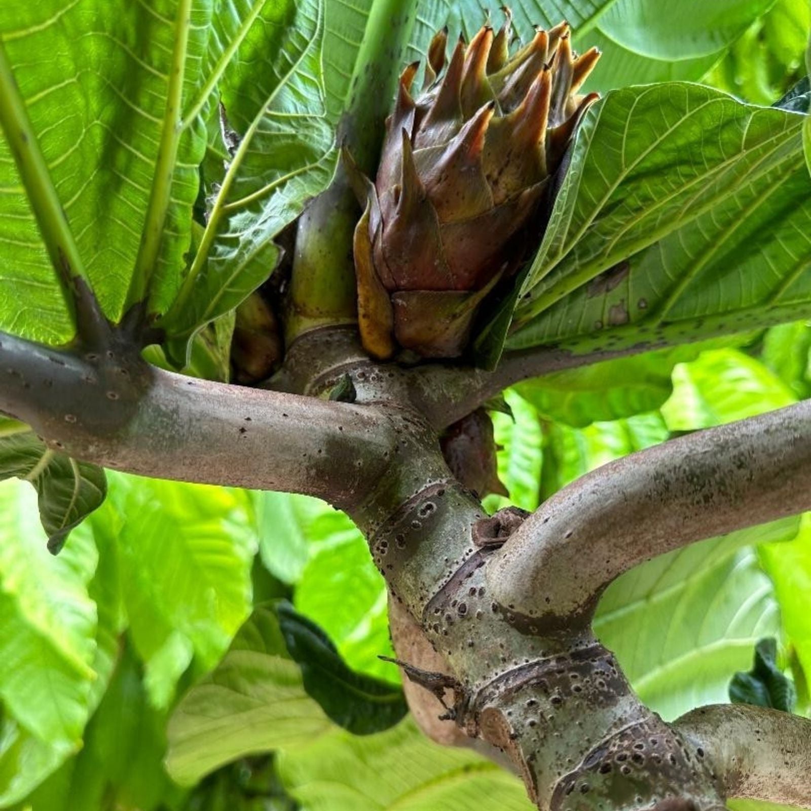 Rare Ficus Dammaropsis Highland Cuttings – Exotic Indoor Live Plants – Houseplant Starter, Bare Root, Fresh Plant
