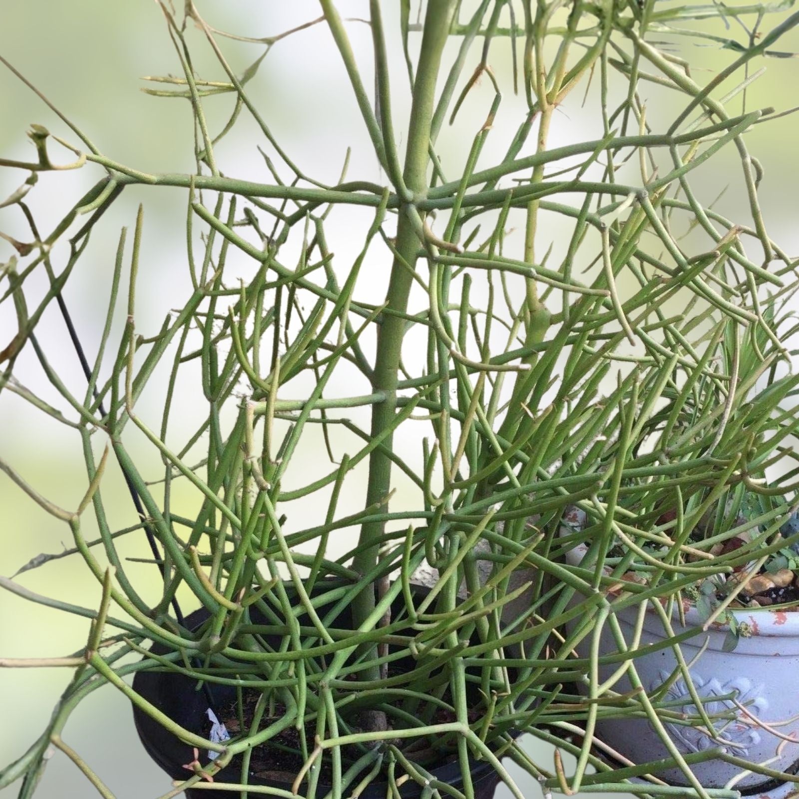 Fire Sticks Euphorbia Tirucalli Cuttings – Live Succulent Propagation Starter Plants, Indoor Garden, Bare Root, Houseplant