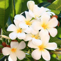Plumeria Cuttings Tropical Frangipani Live Plant Colorful Garden Landscaping Starter Plant