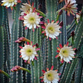Lot of 2 Peruvian Apple Cereus Cactus Cuttings, 14" & 11" Tall, Succulents, Bare Root, Live Plant, Cereus repandus