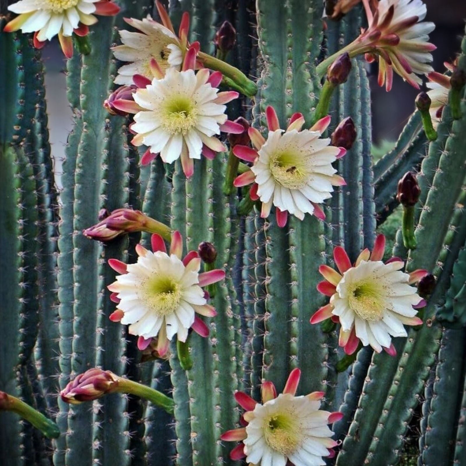 Lot of 2 Peruvian Apple Cereus Cactus Cuttings, 14" & 11" Tall, Succulents, Bare Root, Live Plant, Cereus repandus