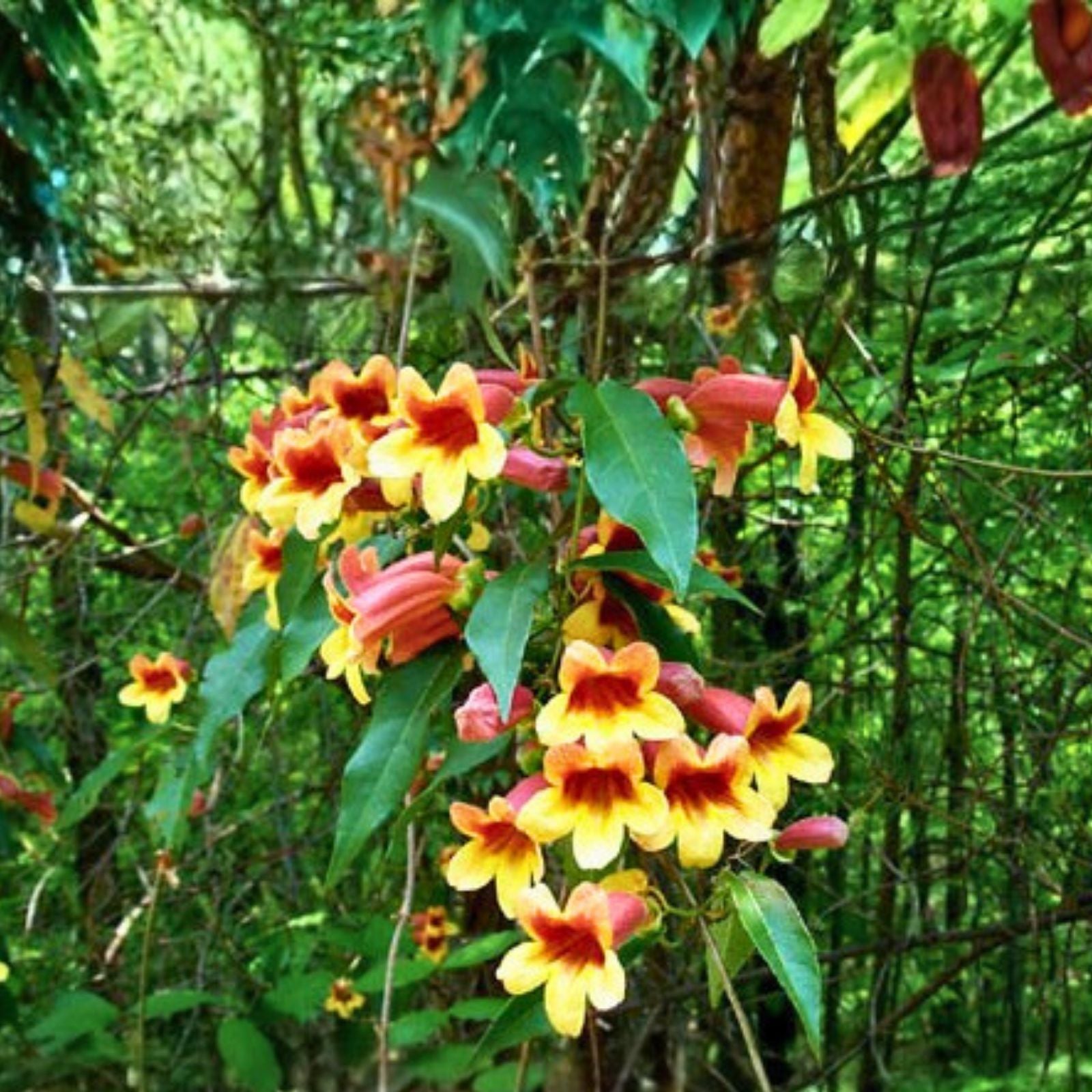 Live Crossvine Vines 10-Pack Bignonia Capreolata Native Climbing Plant Garden Ornamental Houseplant