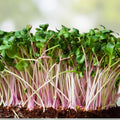 Red Kale Microgreen Seeds 14 oz Organic Brassica oleracea var. sabellica for Home Gardening Sprouting Microgreens