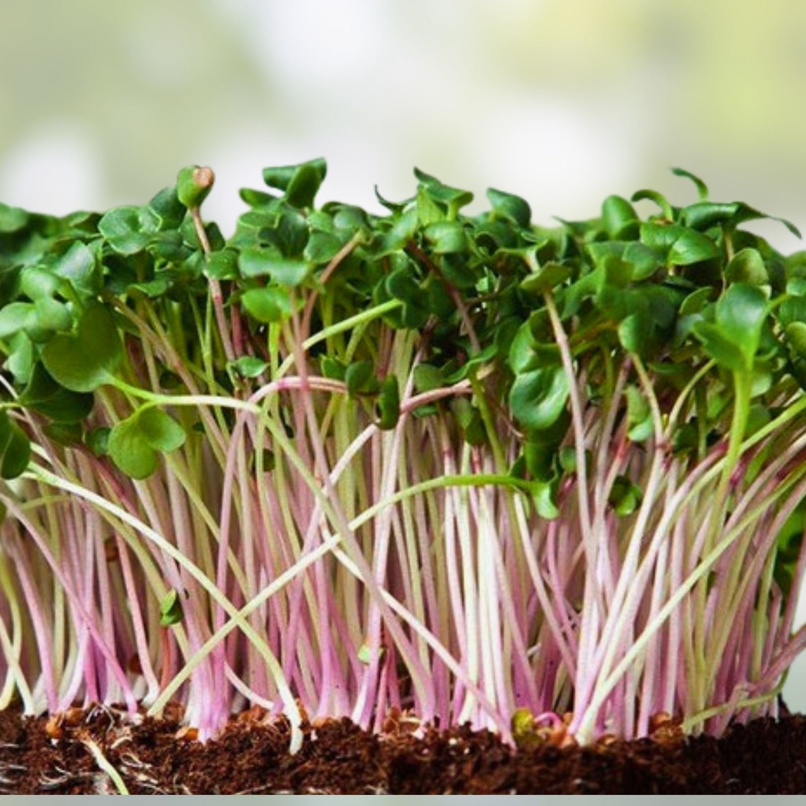 Red Kale Microgreen Seeds 14 oz Organic Brassica oleracea var. sabellica for Home Gardening Sprouting Microgreens