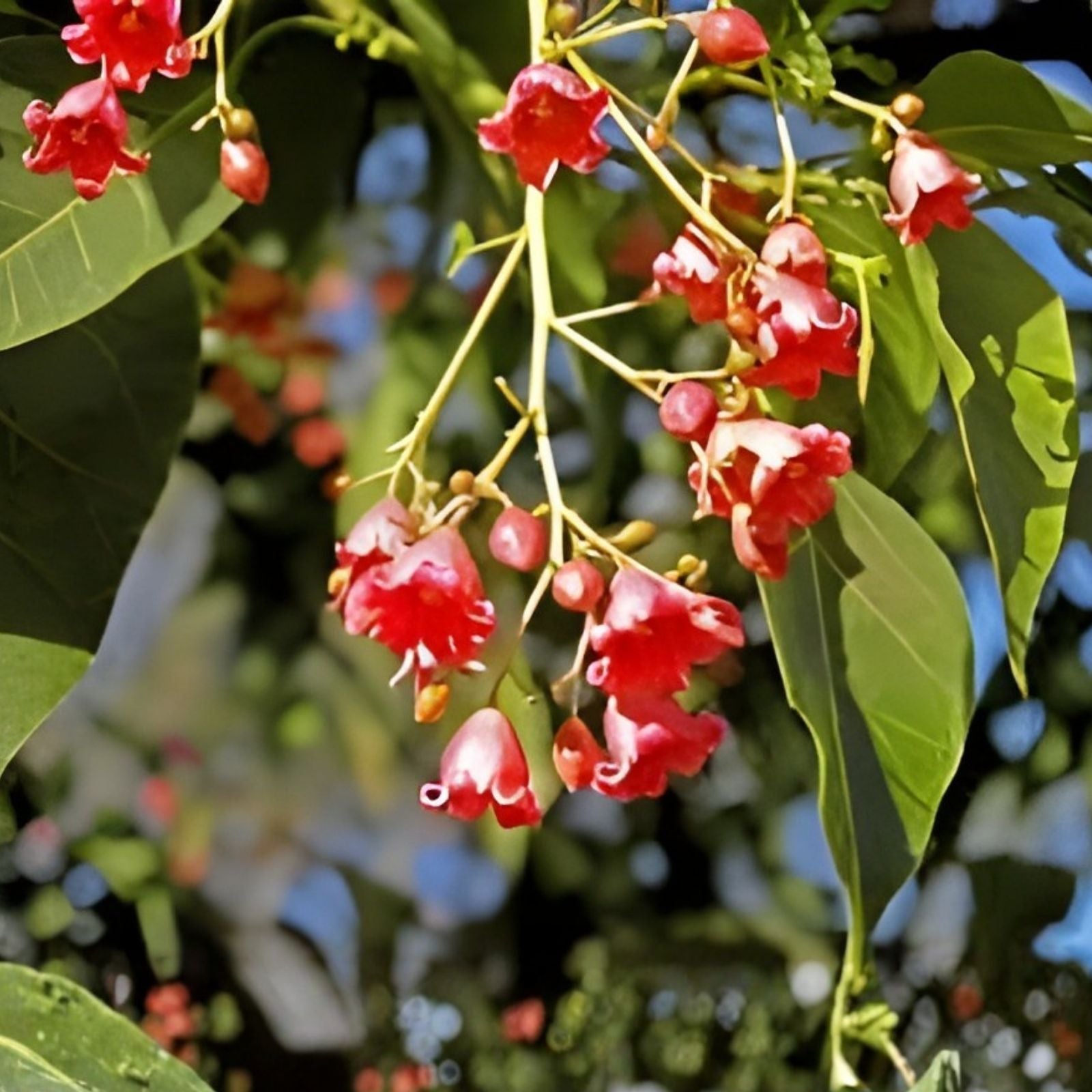 Illawarra Flame Bottle Tree Seeds | Brachychiton acerifolius | Red Flowered Ornamental Tree | Live Plant Starter or Cutting