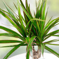 Hawaiian Gold Dragon Plant Cuttings 8-10" – Dracaena draco Tropical Indoor Houseplant Live Propagation