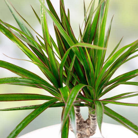 Hawaiian Gold Dragon Plant Cuttings 8-10" – Dracaena draco Tropical Indoor Houseplant Live Propagation