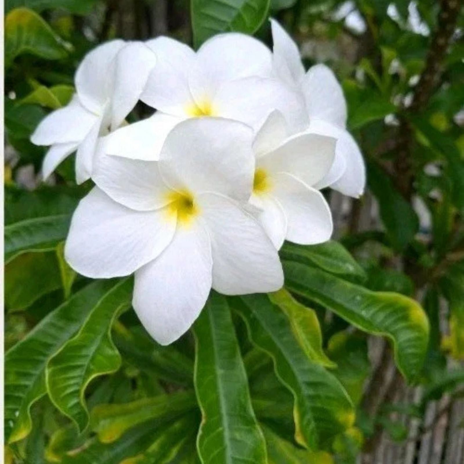 Plumeria Cutting Snow Bridal Bouquet Arrow Frangipani Tropical Flowering Plant 10" Live Starter Plant