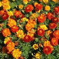 Sparky Mix Marigold Seeds 200 Organic Tagetes patula Flower Bed Border Garden Starter Plant