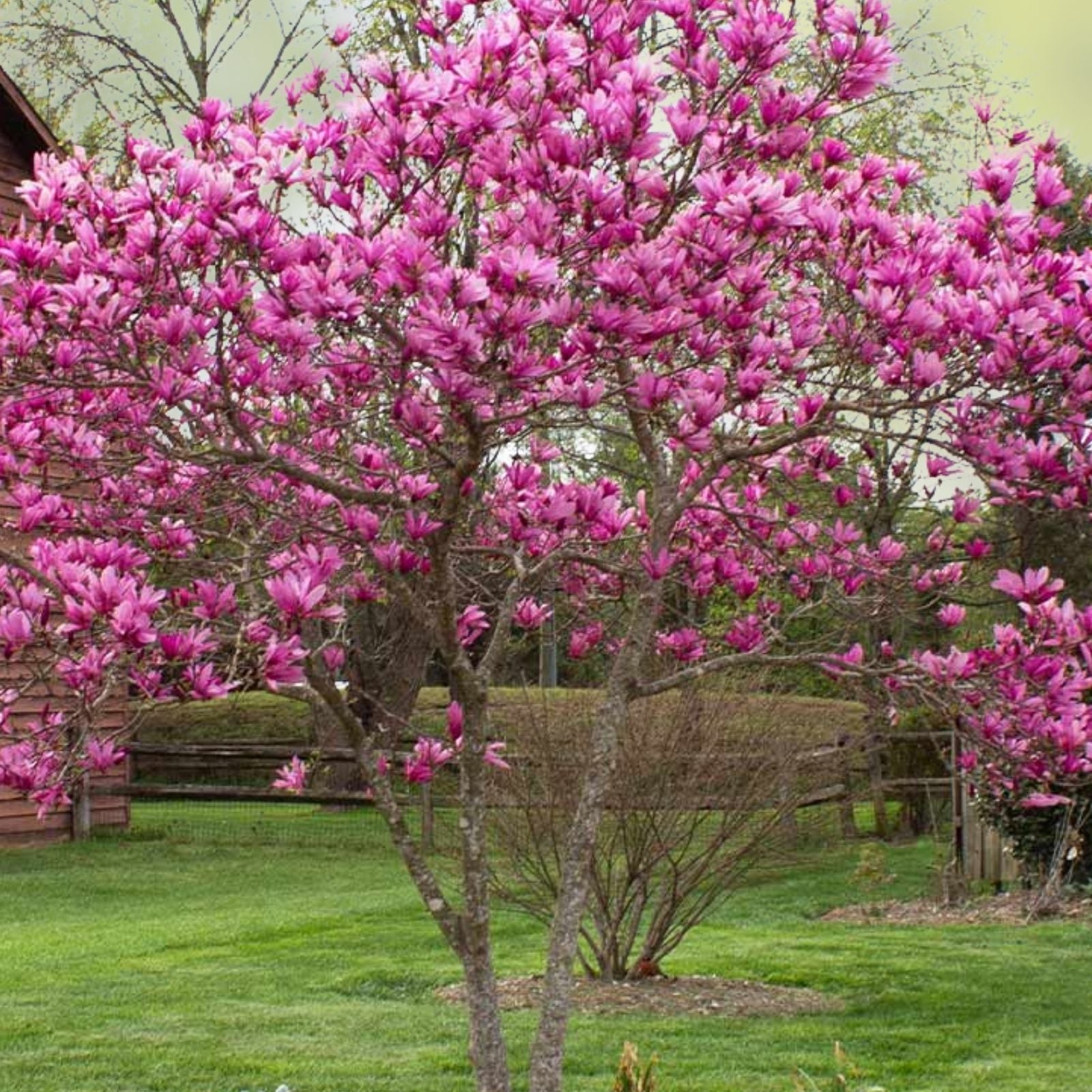 Jane Magnolia Bare Root Plant 24 Inches Reddish Purple Blooms Deciduous Flowering Tree Live Plant