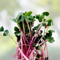 Red Arrow Radish Seeds Bulk 2500 Count | Microgreens, Garden, Raphanus sativus, Live Plant, Starter Plant