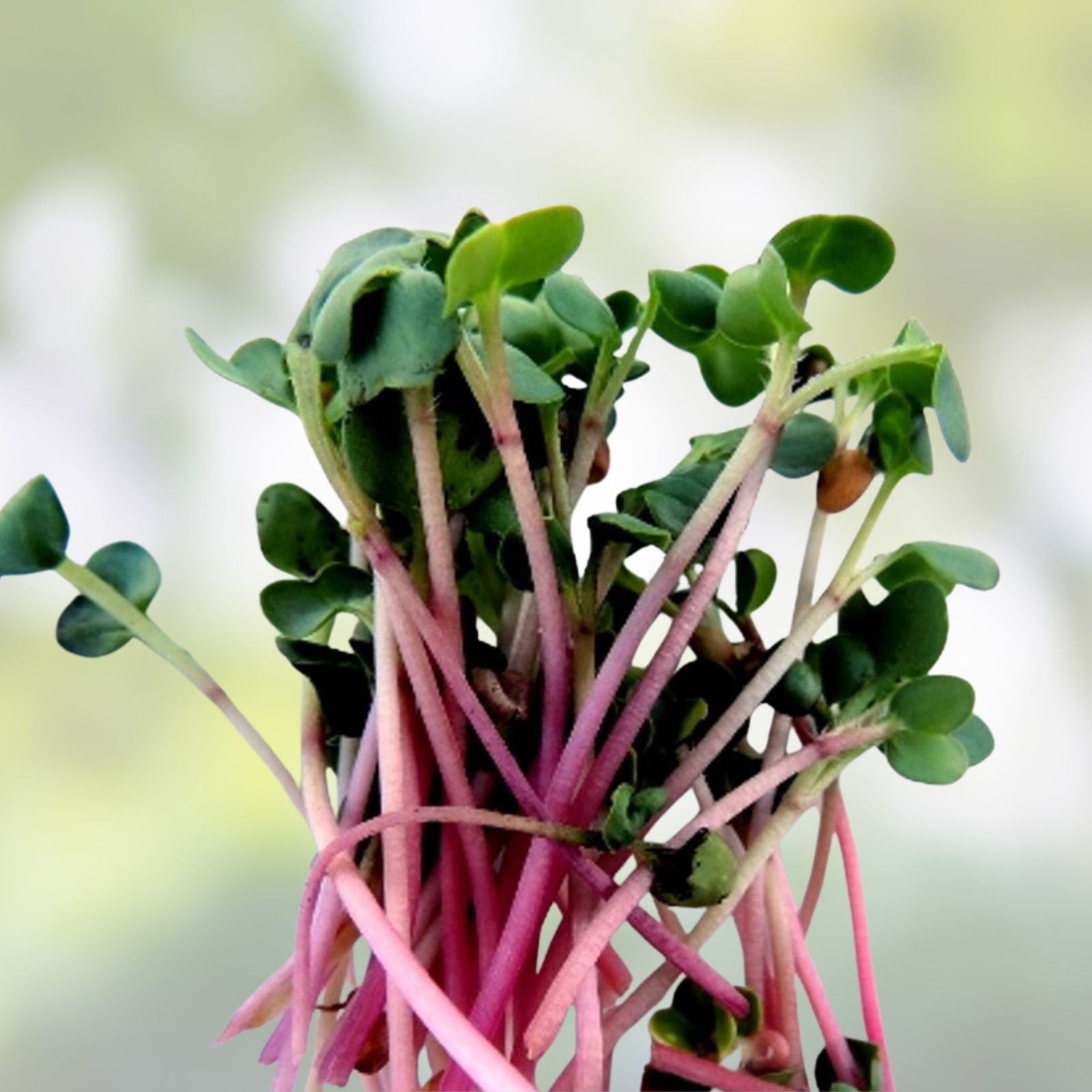 Red Arrow Radish Seeds Bulk 2500 Count | Microgreens, Garden, Raphanus sativus, Live Plant, Starter Plant