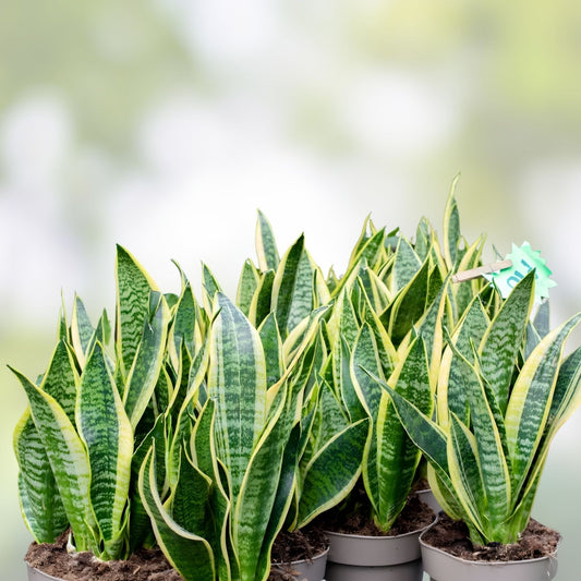 Live Snake Plant Cuttings Sansevieria Trifasciata Indoor Houseplant Starter Roots