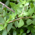 Sedum Sarmentosum Live Plant Cuttings, Fast Growing Creeping Perennial, Edible Ground Cover, Starter Plant, Houseplant, Bare Root