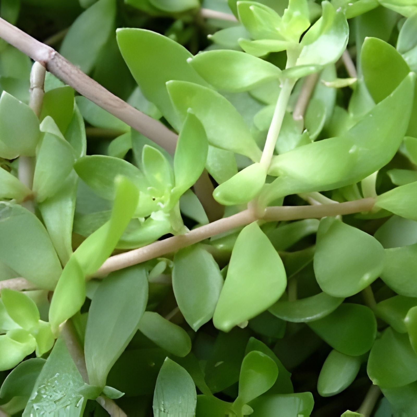 Sedum Sarmentosum Live Plant Cuttings, Fast Growing Creeping Perennial, Edible Ground Cover, Starter Plant, Houseplant, Bare Root