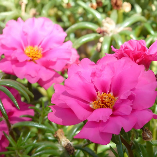 Hot Pink Portulaca Moss Rose Cuttings 10 Pack Unrooted Live Plant Garden Pot Houseplant