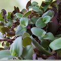 Tradescantia zebrina Cuttings Pale Puma Fuzzy Wandering Jew Houseplant Starter Live Plant