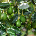 Fuerte & Bacon Avocado Grafting Scions - 6 Live Cuttings, Persea americana, Fruit Tree Propagation Supplies