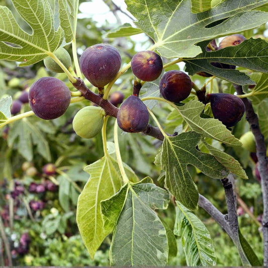 Guajome Fig Tree Cuttings Ficus carica Purple Figs Live Plant Fruit Tree Propagation Easy to Root