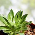 Aeonium Simsii Green Succulent Plant 2" Live Starter Plant Rosette Houseplant