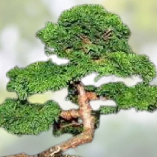 Hinoki Cypress Bonsai Tree Seeds 20 Pack Evergreen Conifer Chamaecyparis obtusa Garden Indoor Outdoor Seeds