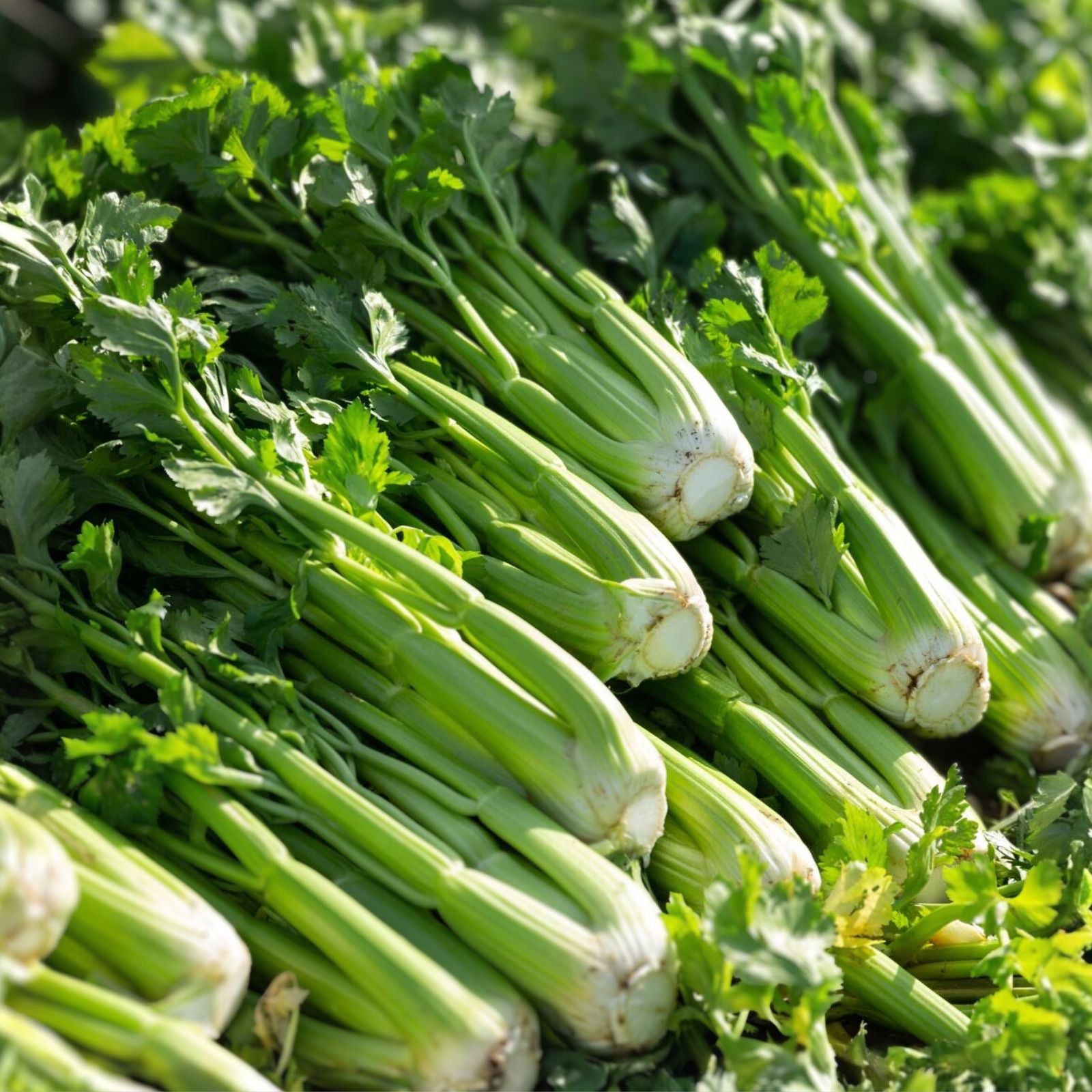 Celery Seeds Utah Tall Heirloom Non-GMO Apium graveolens Starter Plant, Gardening Seeds, Live Plant, Cutting, Bare Root