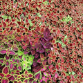 Coleus Seeds Jazz Combo Mix 1000 Count Colorful Foliage for Gardens Containers Live Plant Cutting Bare Root Starter Plant