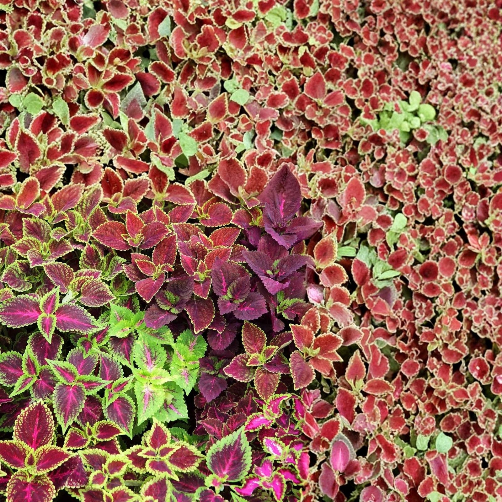 Coleus Seeds Jazz Combo Mix 1000 Count Colorful Foliage for Gardens Containers Live Plant Cutting Bare Root Starter Plant