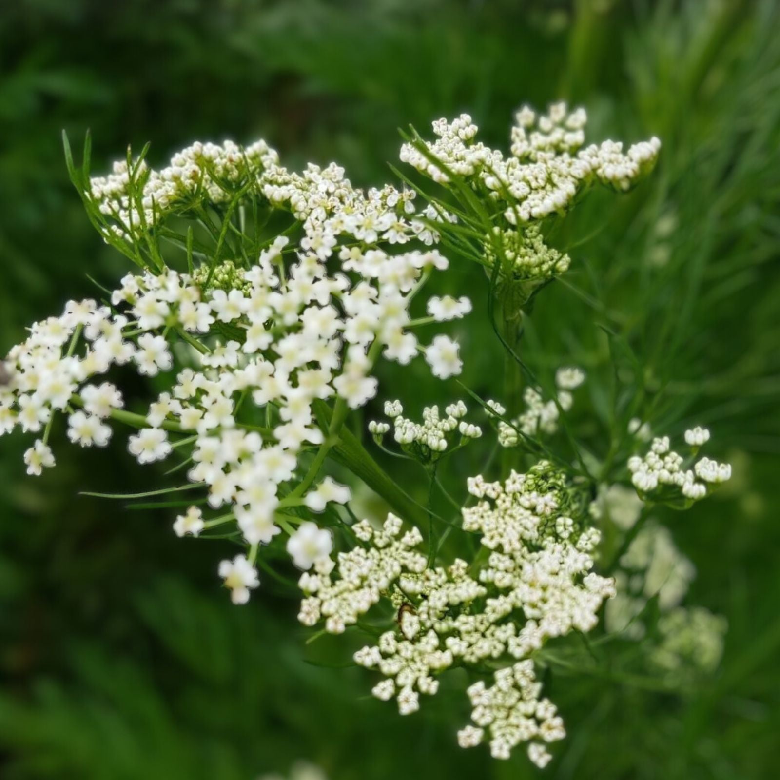 Caraway Herb Seeds 50+ | Organic Non-GMO Culinary Herb | Carum carvi | Herb Garden Starter Plant or Seeds