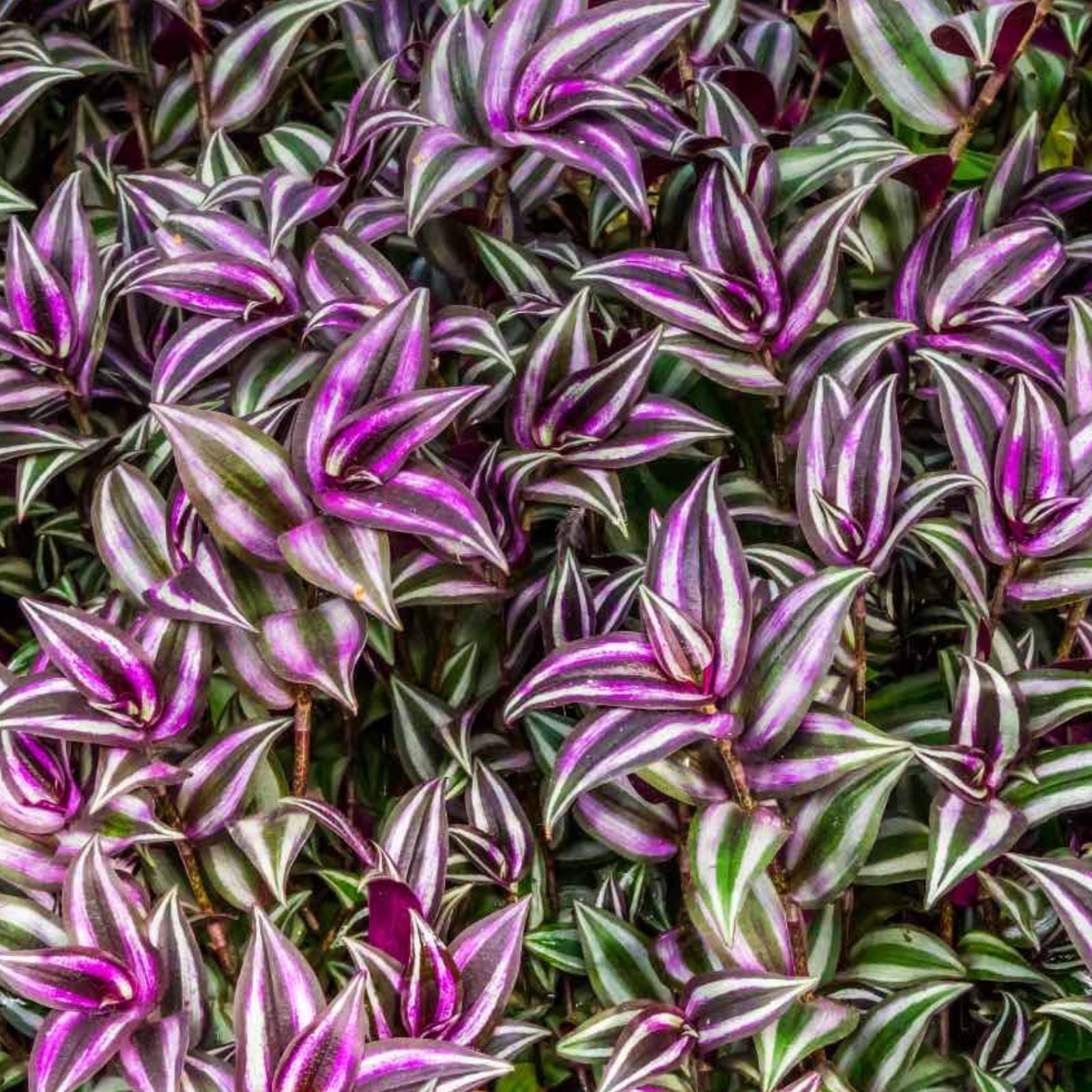 20 Purple Wandering Jew Cuttings Tradescantia Zebrina Indoor Houseplant Easy to Grow Starter Plant