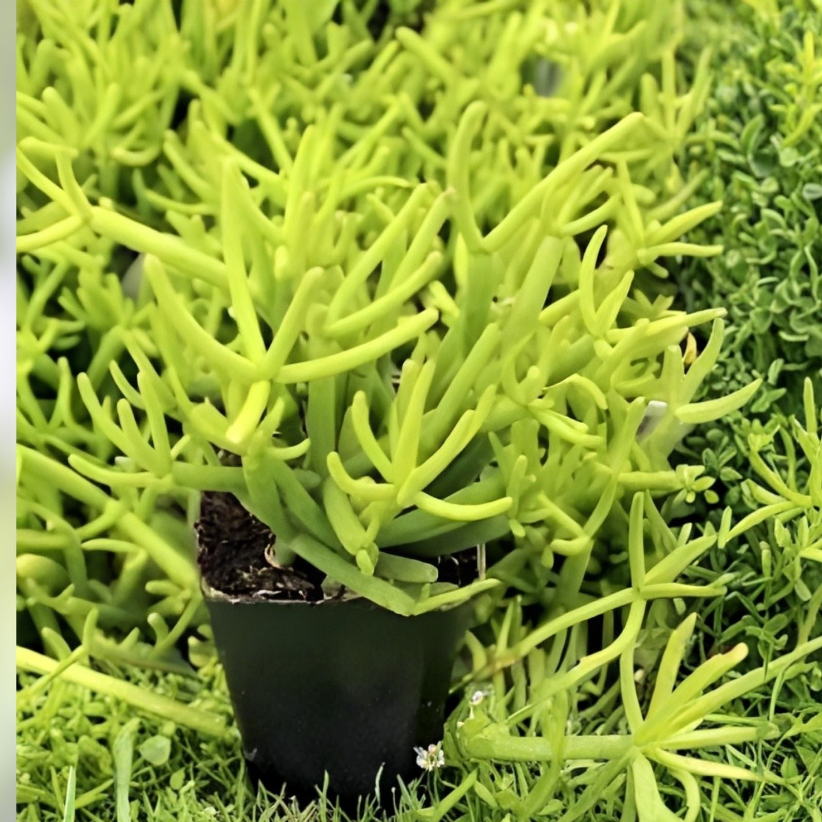 Rhipsalis teres forma heteroclada Clumping Epiphytic Cactus Indoor Plant Succulent Cutting