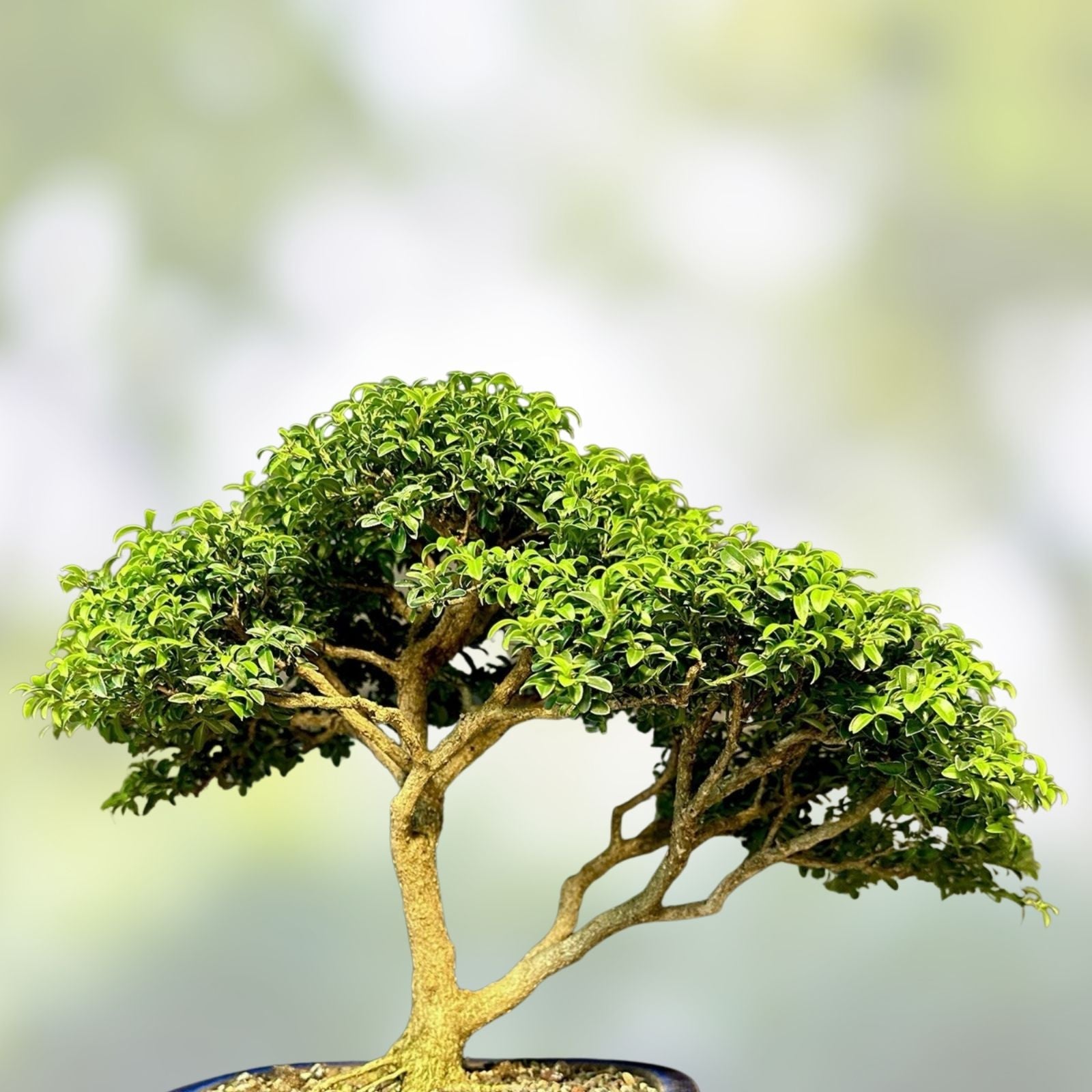 Kingsville Boxwood Bonsai Tree 9” in Chinese Glazed Pot, Indoor Houseplant, Live Starter Plant, Decorative Garden Plant