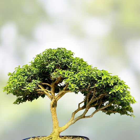 Kingsville Boxwood Bonsai Tree 9” in Chinese Glazed Pot, Indoor Houseplant, Live Starter Plant, Decorative Garden Plant