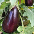 Bride Eggplant Seeds - Organic Non-GMO Heirloom Vegetable Seeds - USA Grown - Starter Plant, Cutting, or Bare Root