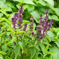 Thai Basil Seeds, Ocimum basilicum, Licorice Flavor, Herb Seeds, Live Plant, Starter, Annual, Full Sun, Partial Shade