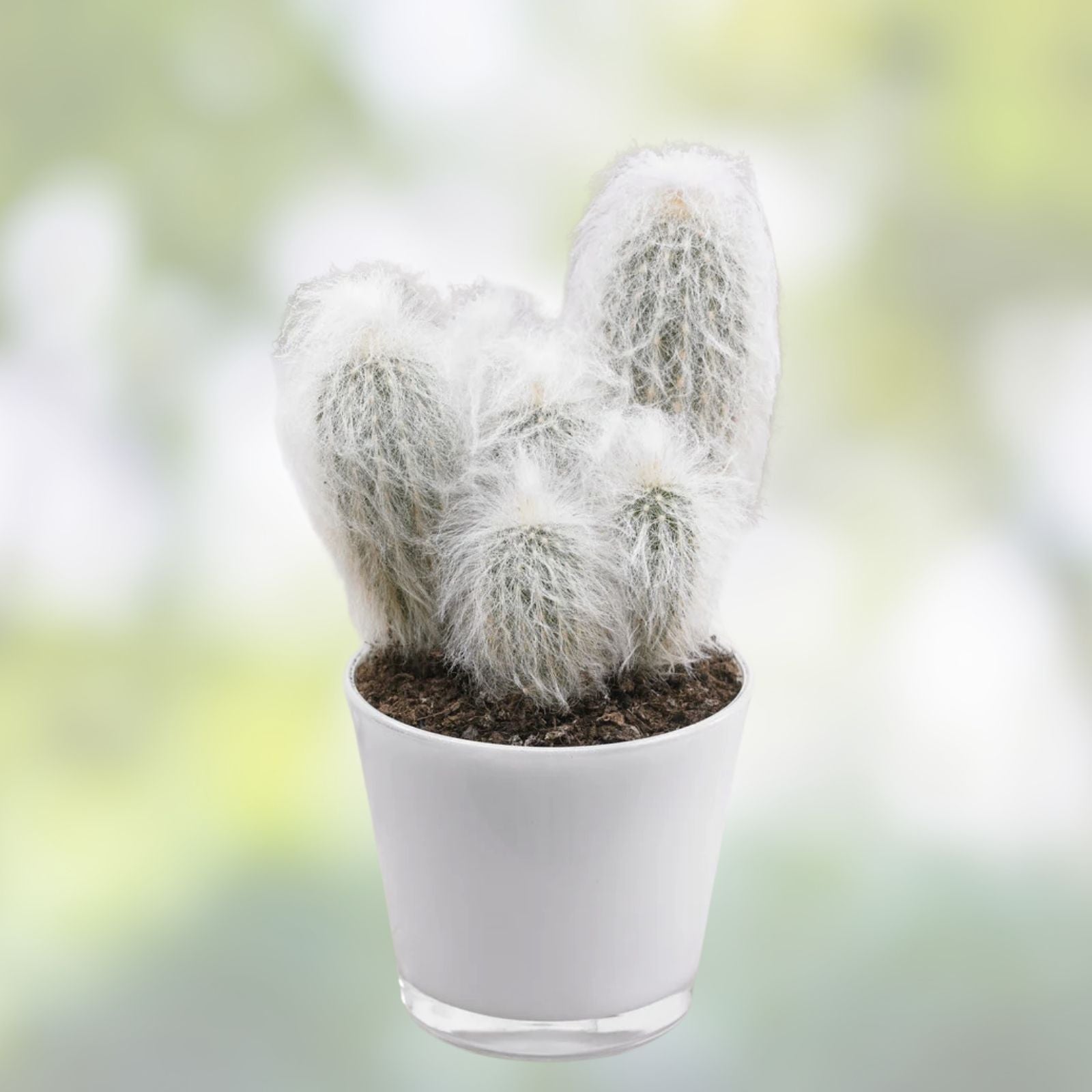 Espostoa lanata Old Man of the Mountain Cactus 9.5" Pot Woolly White Spines Desert Succulent Indoor Plant